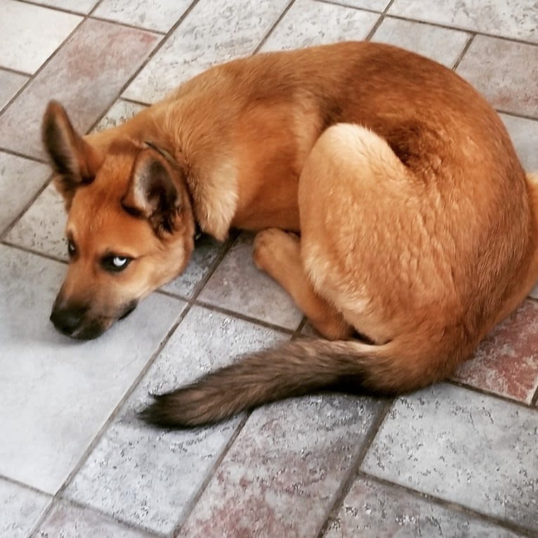 Canyon, a Siberian Husky and Saint Bernard mix tested with EmbarkVet.com