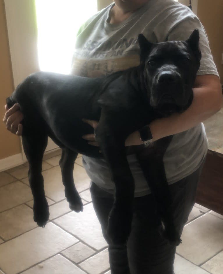 Z-Man, a Cane Corso tested with EmbarkVet.com