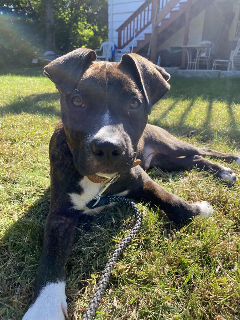 Yoshi, an American Bully and American Pit Bull Terrier mix tested with EmbarkVet.com