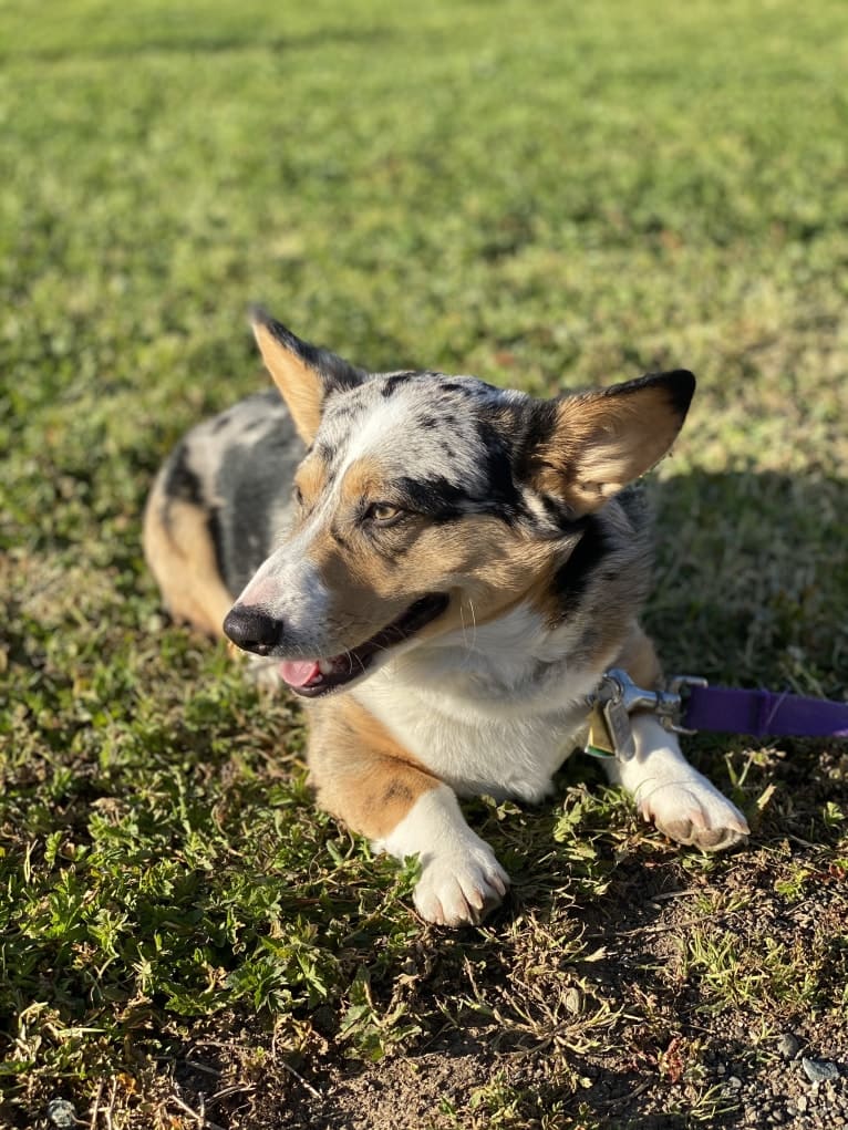 Corky, a Pembroke Welsh Corgi and Dachshund mix tested with EmbarkVet.com