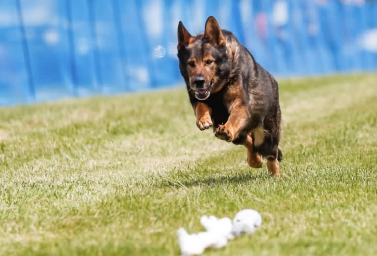 Kye Lo, a German Shepherd Dog tested with EmbarkVet.com