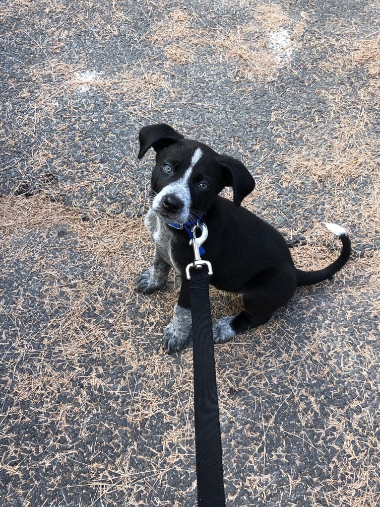 Gus, an Australian Shepherd and Australian Cattle Dog mix tested with EmbarkVet.com