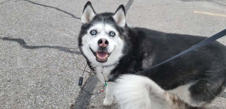 Jasper, a Siberian Husky tested with EmbarkVet.com