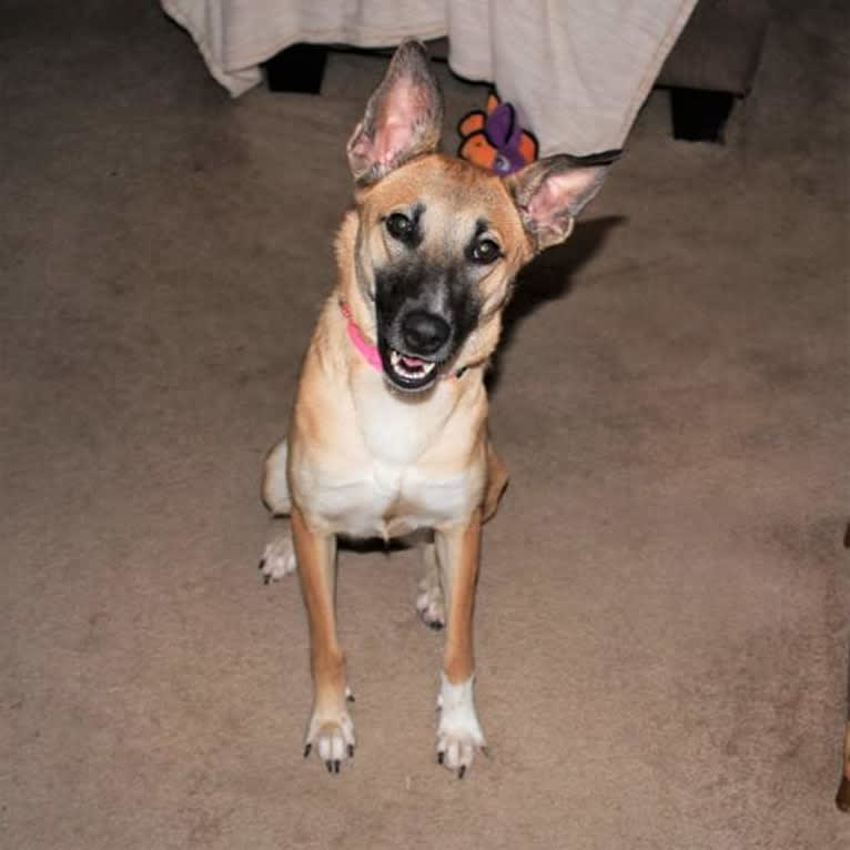 Lucy, a Northern East African Village Dog tested with EmbarkVet.com