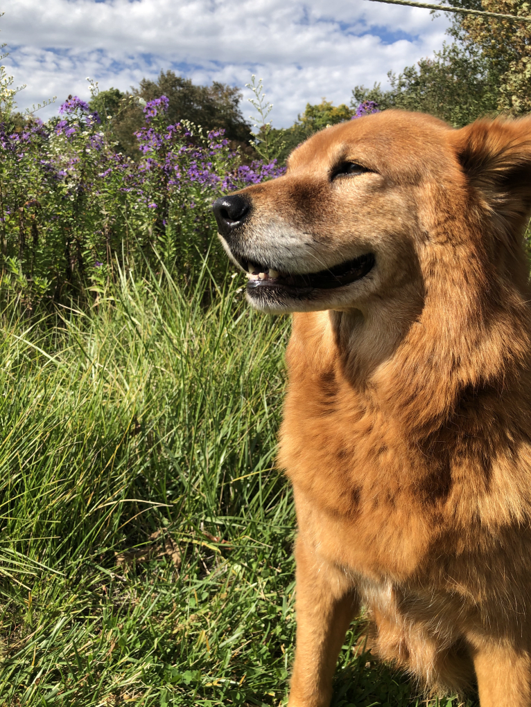 Sunny, a Chow Chow and Australian Cattle Dog mix tested with EmbarkVet.com