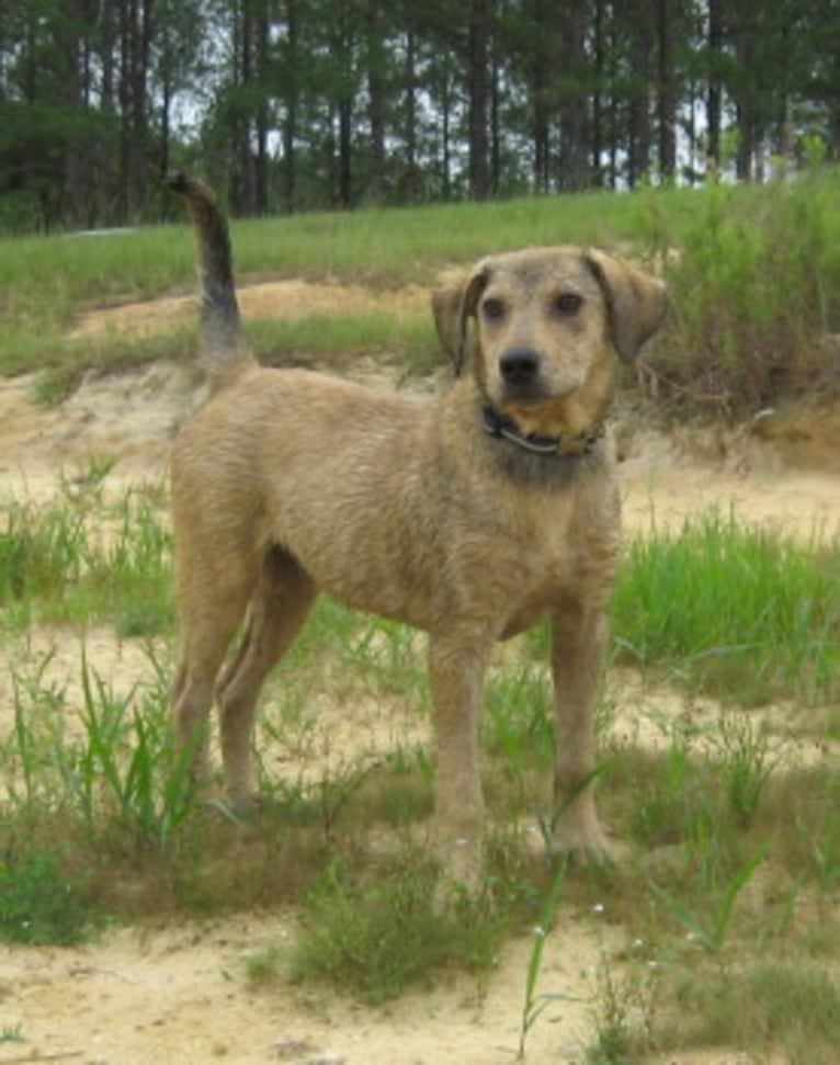 Chase, an American Pit Bull Terrier and Great Pyrenees mix tested with EmbarkVet.com