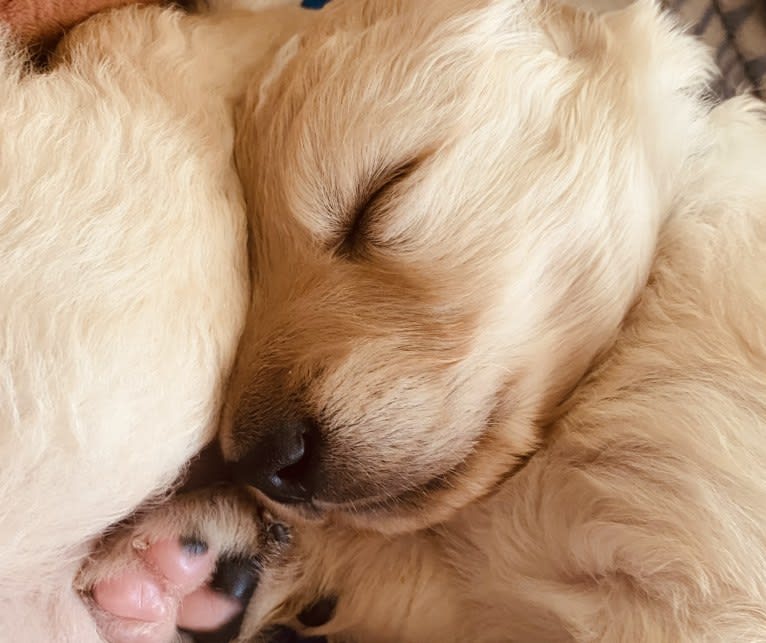 Blossom, a Poodle (Standard) and Golden Retriever mix tested with EmbarkVet.com