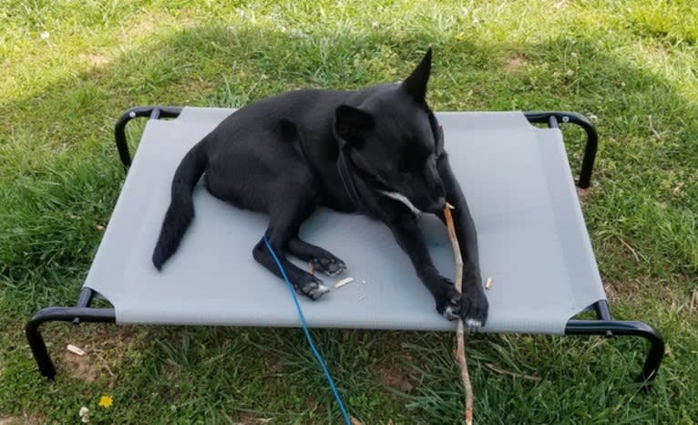 Jack, a Siberian Husky and American Pit Bull Terrier mix tested with EmbarkVet.com