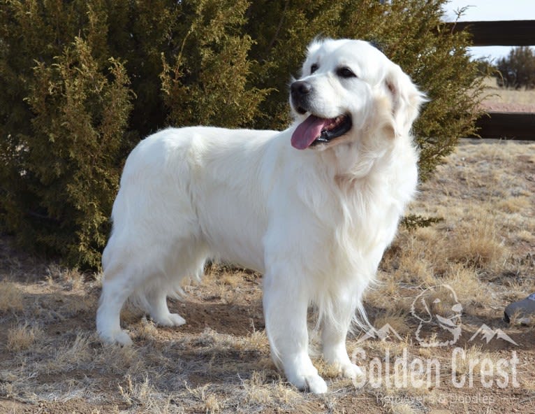 Excalibur, a Golden Retriever tested with EmbarkVet.com