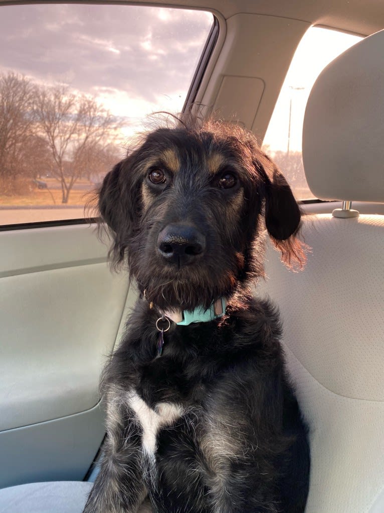 Luna, a Poodle (Standard) and Labrador Retriever mix tested with EmbarkVet.com