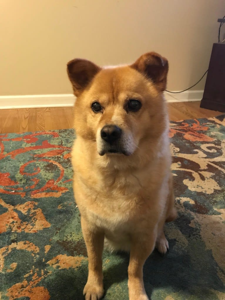 Kashmir, a Chow Chow and Russell-type Terrier mix tested with EmbarkVet.com