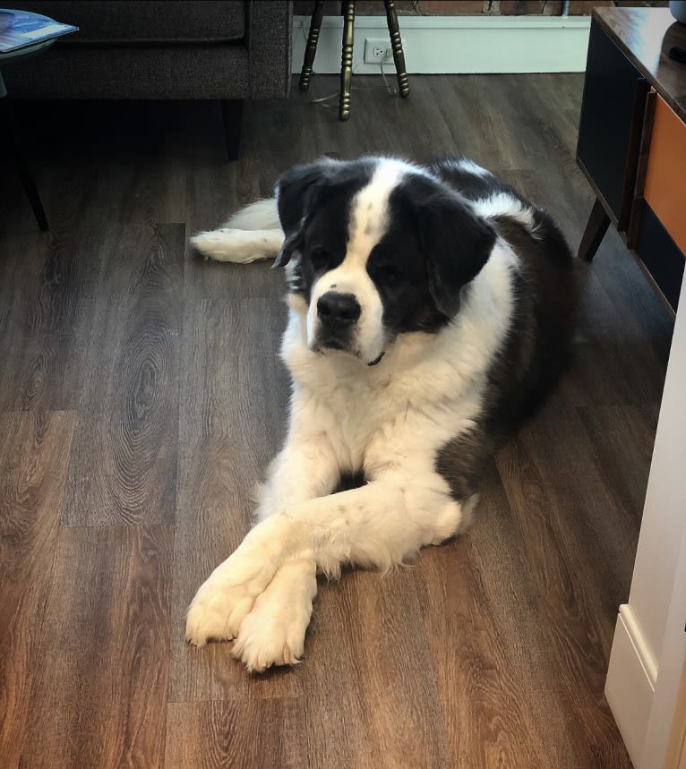 Sully, a Saint Bernard tested with EmbarkVet.com