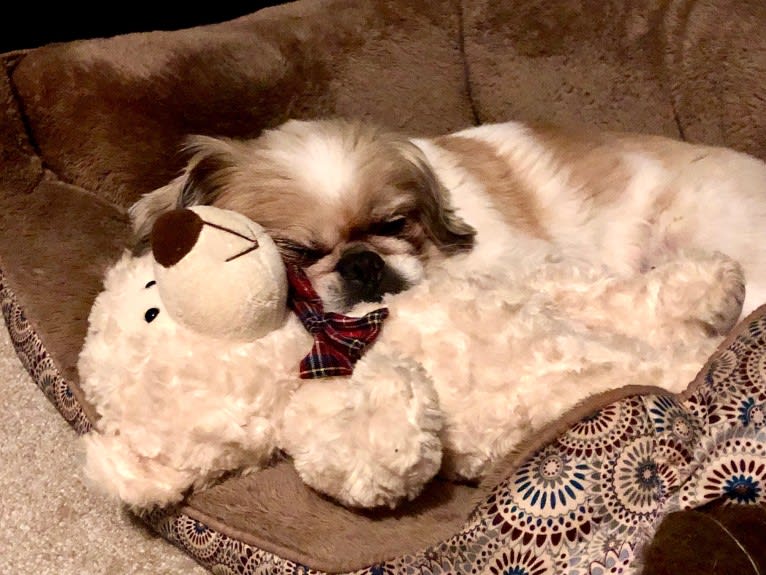 Baxter, a Pekingese and Japanese Chin mix tested with EmbarkVet.com