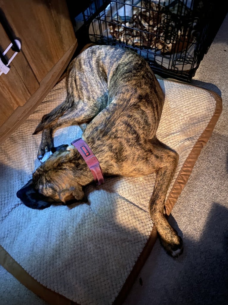 Lillie, a Perro de Presa Canario tested with EmbarkVet.com