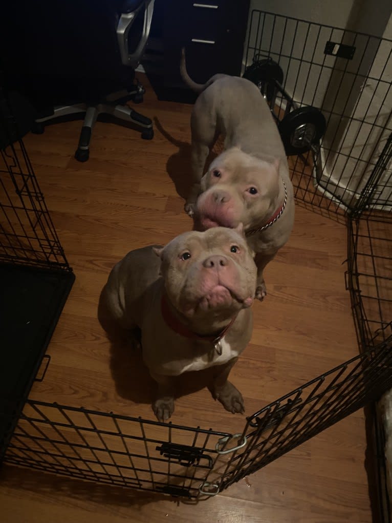 Teally, an American Bully tested with EmbarkVet.com