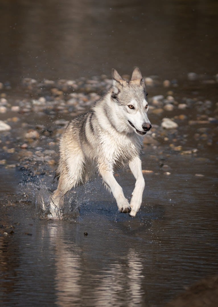 Kida a dog tested with EmbarkVet.com