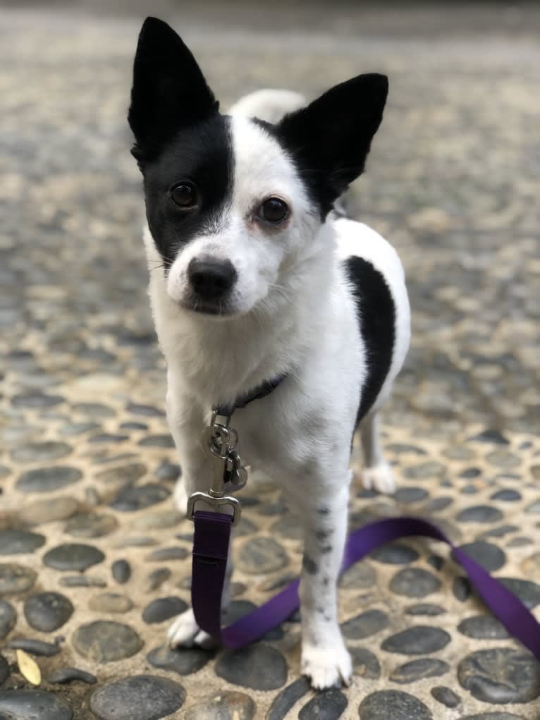 Jak, a Japanese or Korean Village Dog tested with EmbarkVet.com