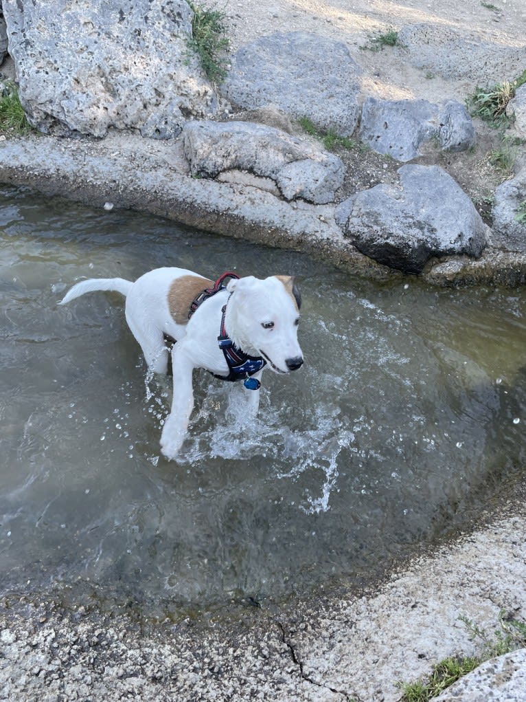 Rhett, an American Pit Bull Terrier and Labrador Retriever mix tested with EmbarkVet.com