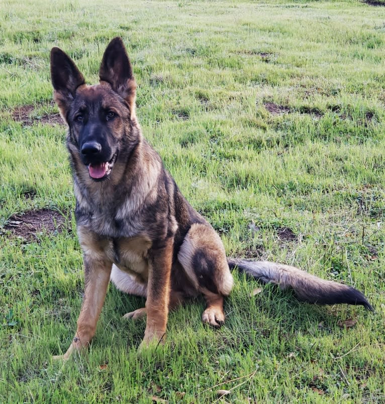 Stella, a German Shepherd Dog tested with EmbarkVet.com
