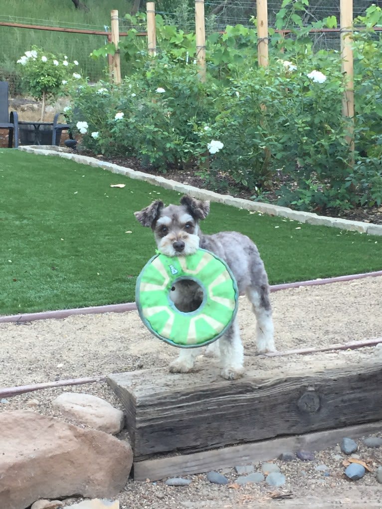 Bayley, a Miniature Schnauzer and Pomeranian mix tested with EmbarkVet.com