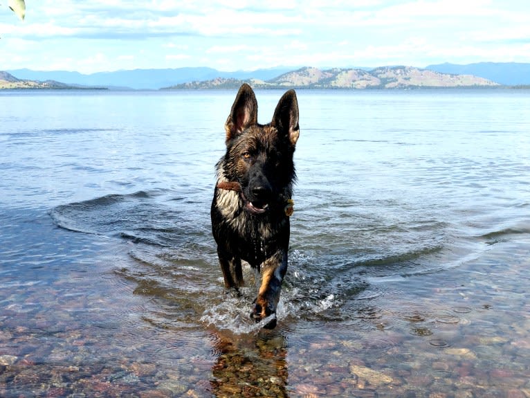 Booth vom Wahrsten, a German Shepherd Dog tested with EmbarkVet.com