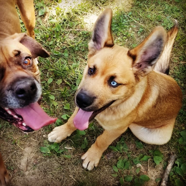 Canyon, a Siberian Husky and Saint Bernard mix tested with EmbarkVet.com