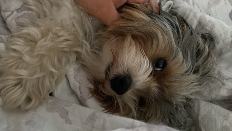 Phoenix Hernandez, a Biewer Terrier tested with EmbarkVet.com