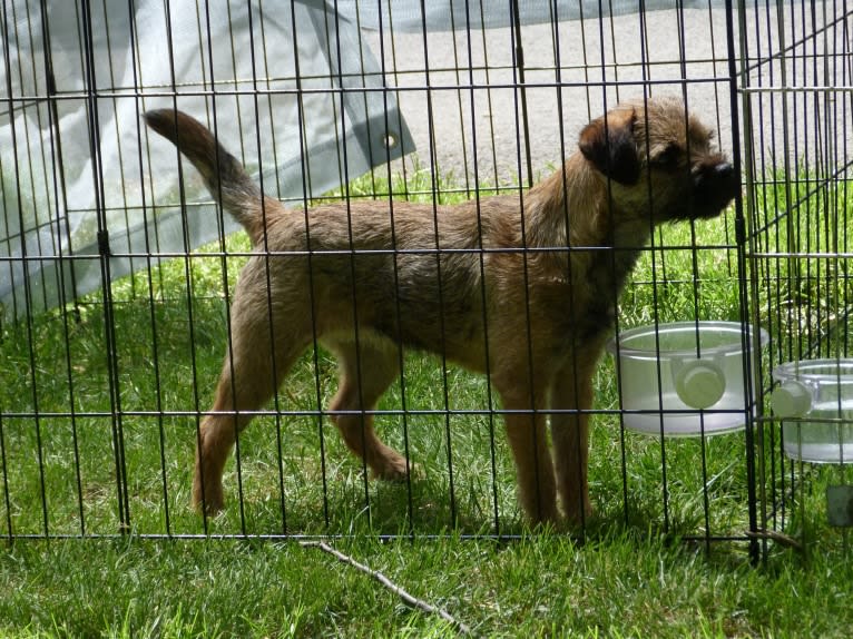 Lena, a Border Terrier tested with EmbarkVet.com