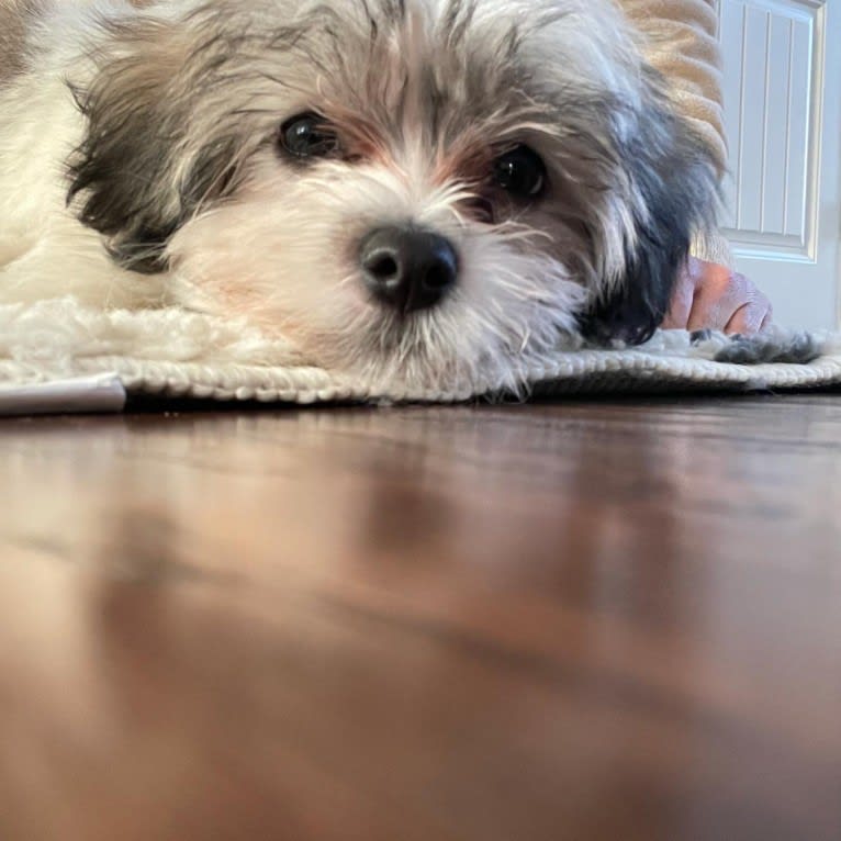 Leo, a Maltese and Havanese mix tested with EmbarkVet.com