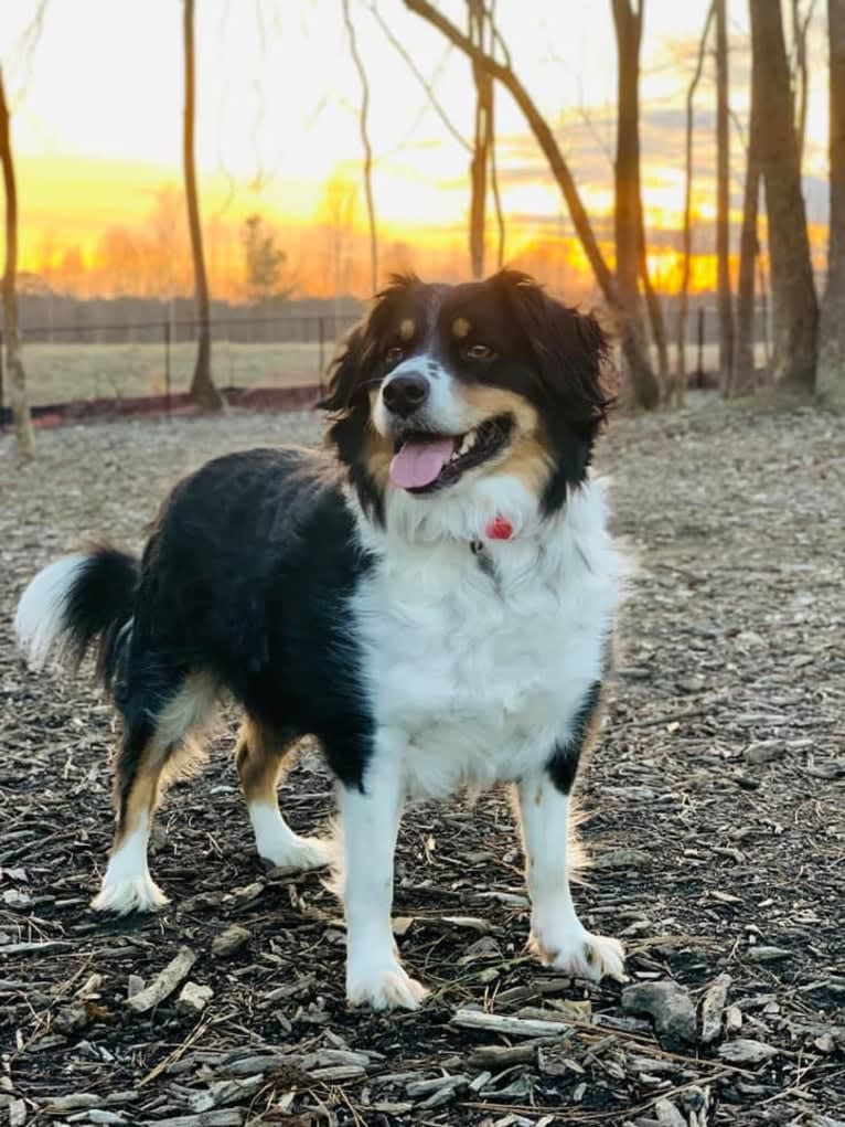 Scarlett, a Brittany and Australian Shepherd mix tested with EmbarkVet.com