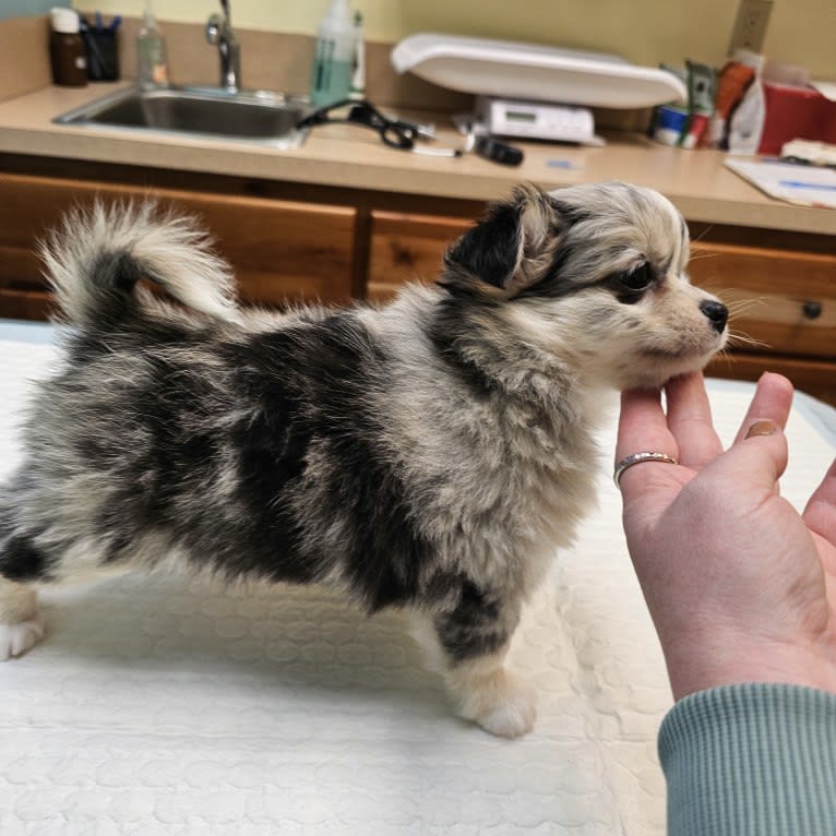 Octaviya, a Chihuahua tested with EmbarkVet.com