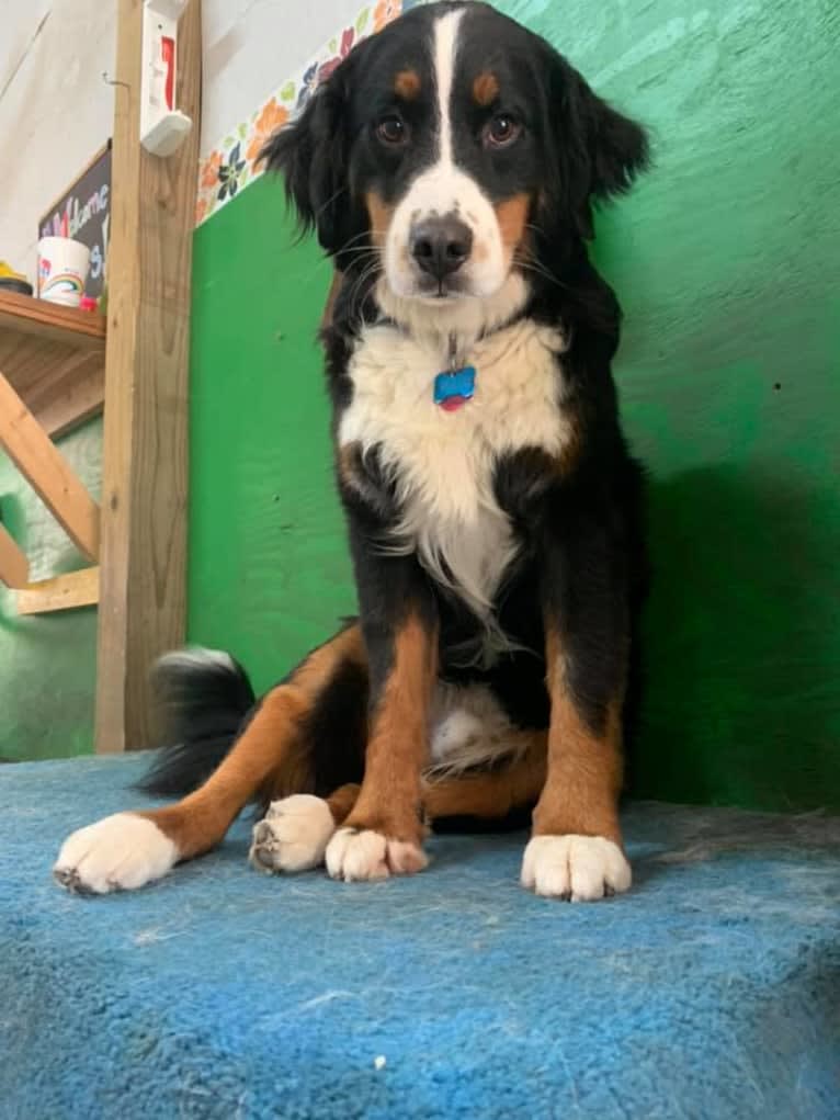 Volos, a Bernese Mountain Dog tested with EmbarkVet.com