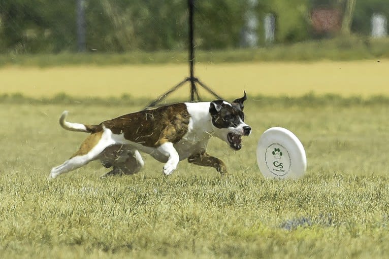 Pan, a Russell-type Terrier and Border Collie mix tested with EmbarkVet.com