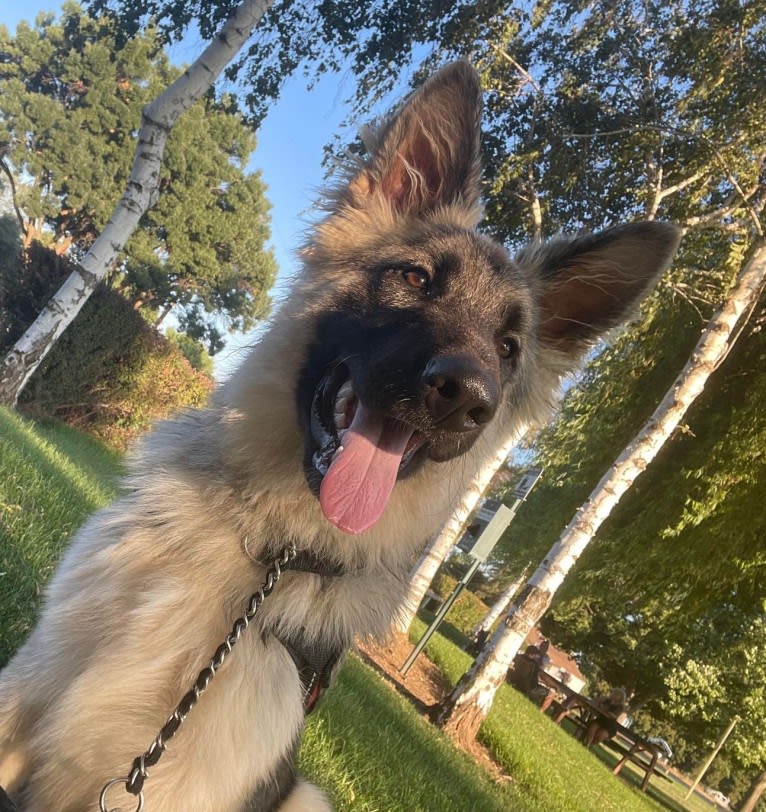 Yuno, a German Shepherd Dog tested with EmbarkVet.com