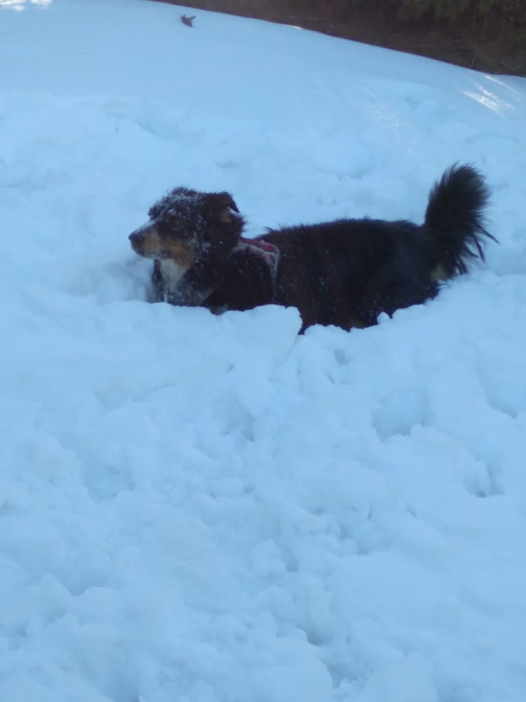 Lancer, an Australian Shepherd and Australian Cattle Dog mix tested with EmbarkVet.com