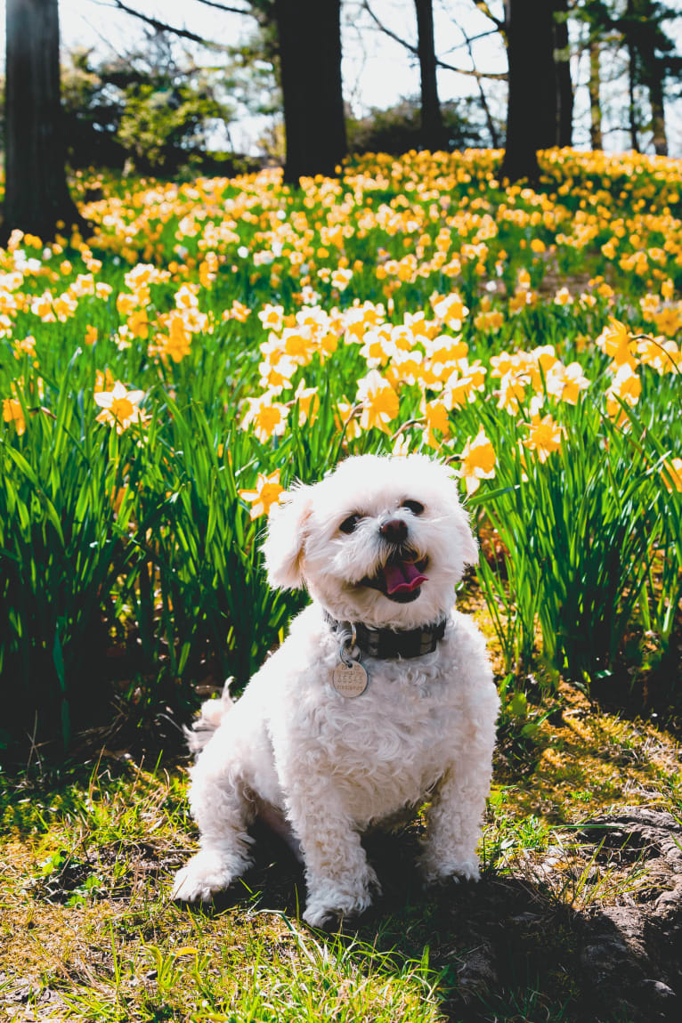 Leo, a Shihpoo (14.0% unresolved) tested with EmbarkVet.com