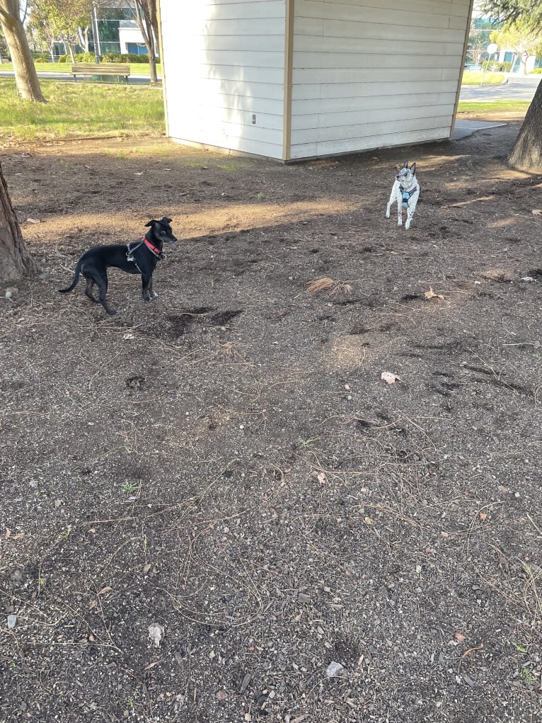 Zelda, an Australian Cattle Dog and Chihuahua mix tested with EmbarkVet.com