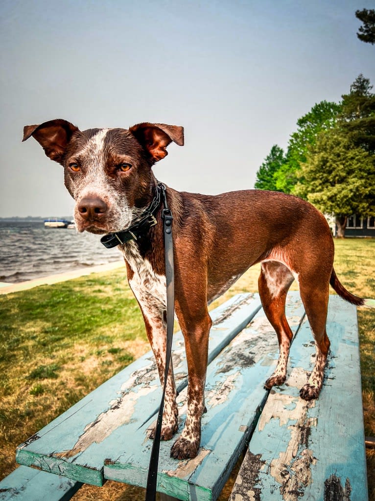 Kora, an Australian Cattle Dog and German Shorthaired Pointer mix tested with EmbarkVet.com