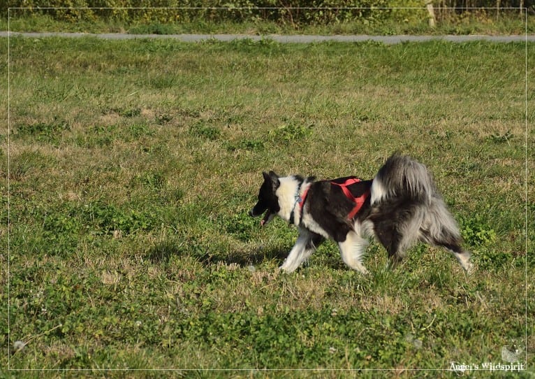 Shayan, a Yakutian Laika tested with EmbarkVet.com