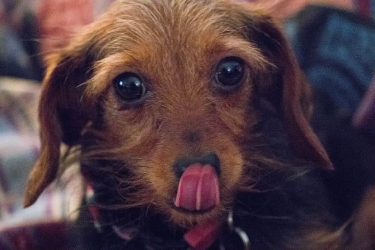 Maisie, a Dachshund and Yorkshire Terrier mix tested with EmbarkVet.com