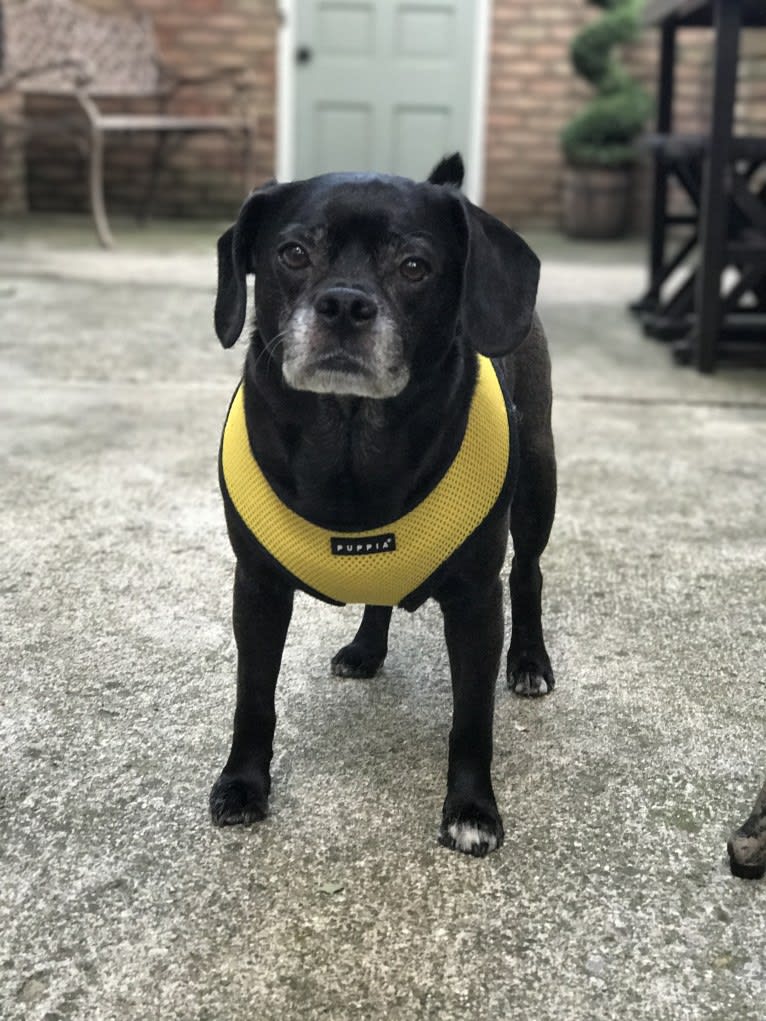 Apollo, a Puggle tested with EmbarkVet.com