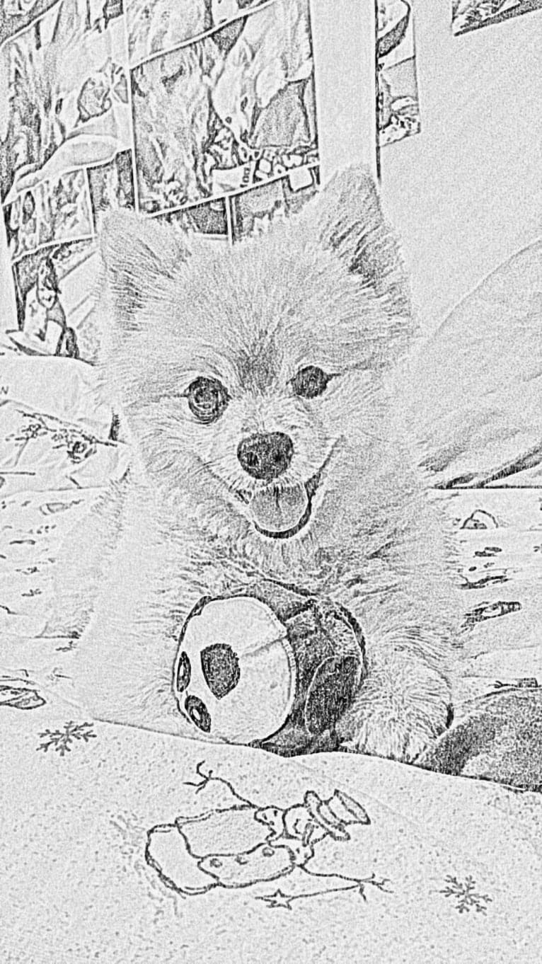 Zeke, a Pomeranian tested with EmbarkVet.com