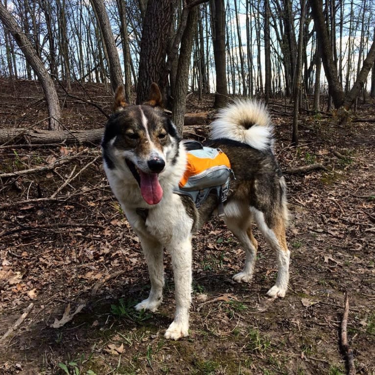 Flint, a West Siberian Laika tested with EmbarkVet.com