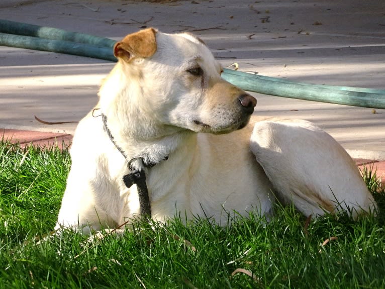 Doc, a Chihuahua and American Pit Bull Terrier mix tested with EmbarkVet.com