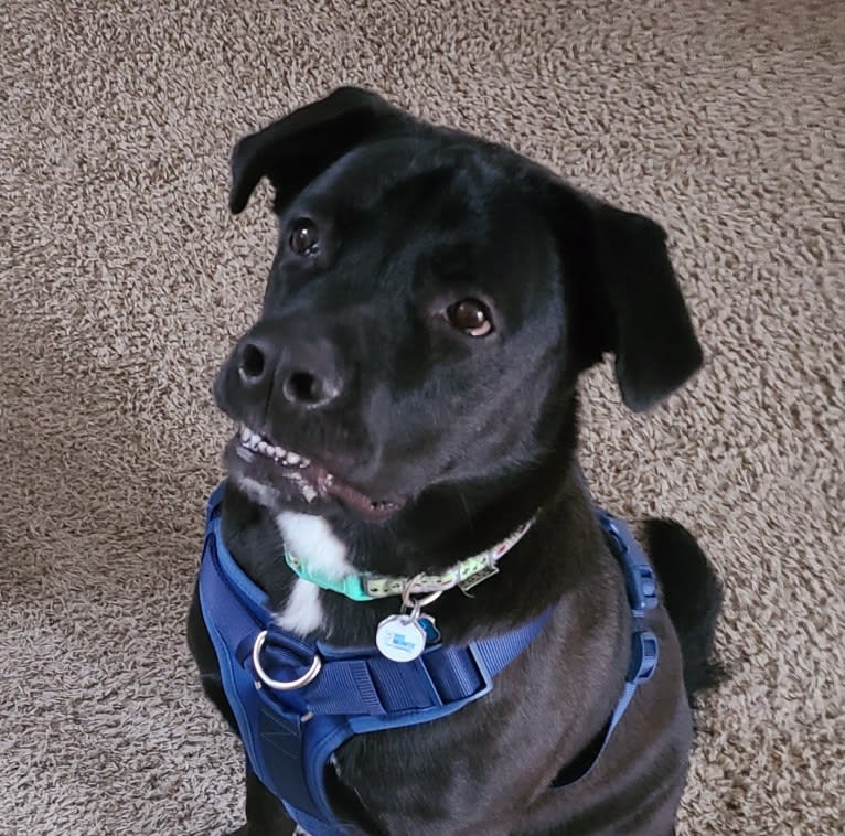 Hunter, a Labrador Retriever and American Bulldog mix tested with EmbarkVet.com