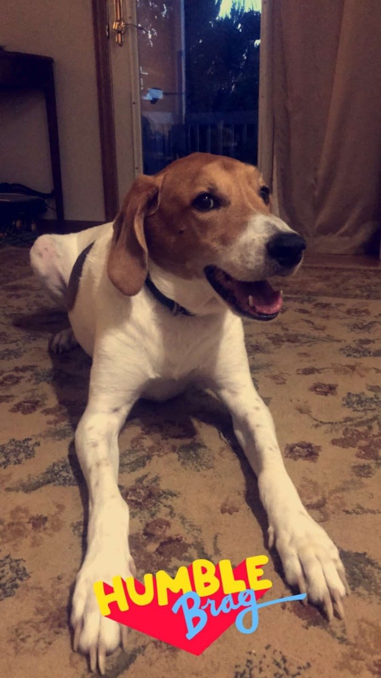 Ike Daniel, an American Foxhound tested with EmbarkVet.com