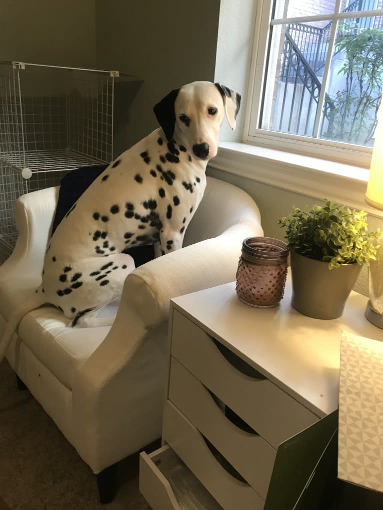 Dice, a Dalmatian tested with EmbarkVet.com