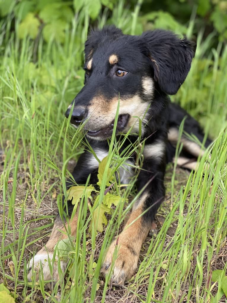 Cashew, a Border Collie and Labrador Retriever mix tested with EmbarkVet.com