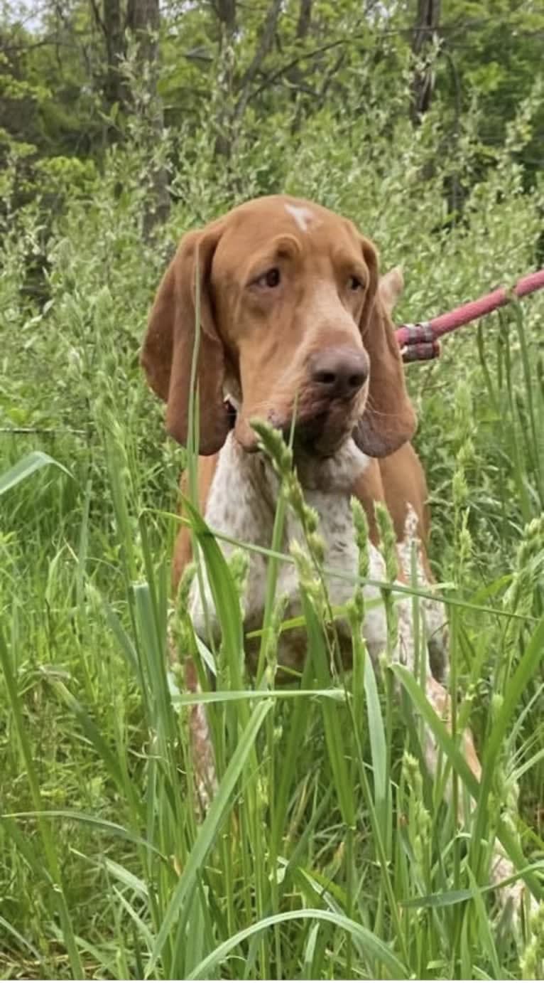 Archie, a Bracco Italiano tested with EmbarkVet.com