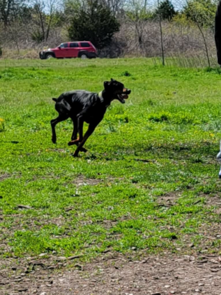 Killian, a Doberman Pinscher tested with EmbarkVet.com